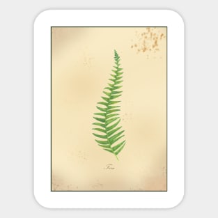 Fern, botanical watercolor painting Sticker